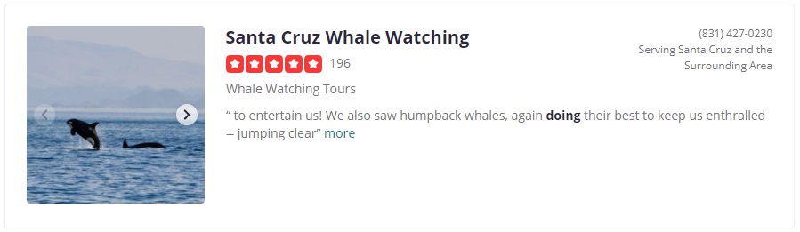 Santa Cruz Whale Watching